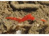 Photo of Eualus townsendi